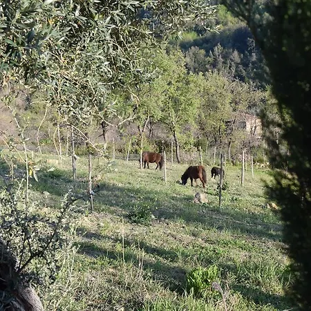 Bed & Breakfast Feudi Enchestre Agropoli Ogliastro Cilento